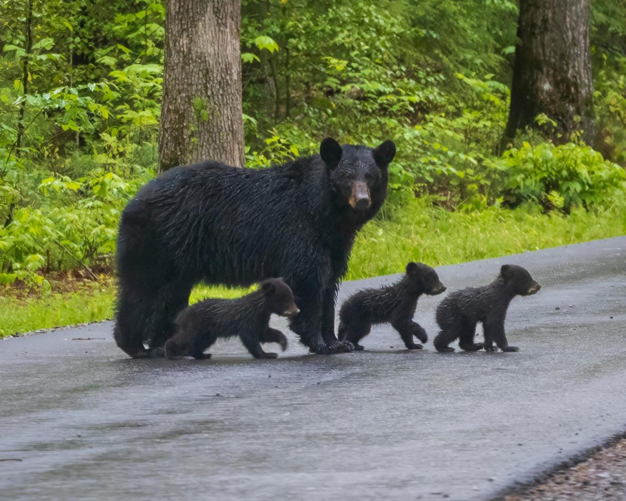 Lazy Bear Lodge, Hot Tub, Resort Pool, Wifi, 1089 Free Tickets Each Paid Day, Dollywood And More Гатлинбург Экстерьер фото